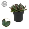 Kalanchoe humilis 'Surprising Desert'
