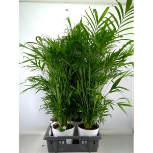 Chamaedorea cataractarum