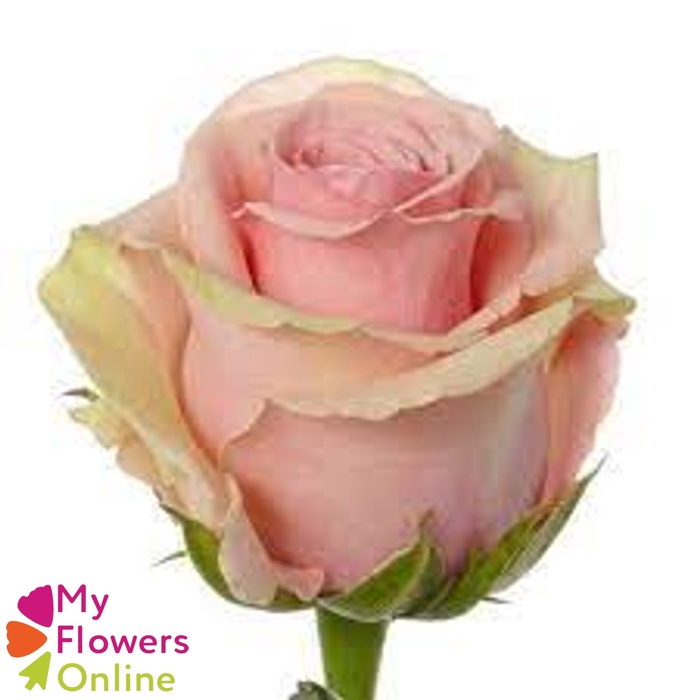 R Gr Geraldine Pink 50cm EC