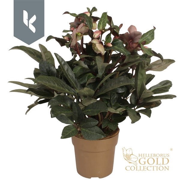 <h4>HGC Helleborus Maestro in het goud</h4>