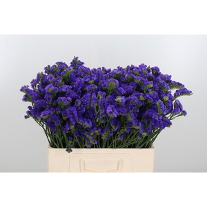 Limonium Crystal Dark Blue
