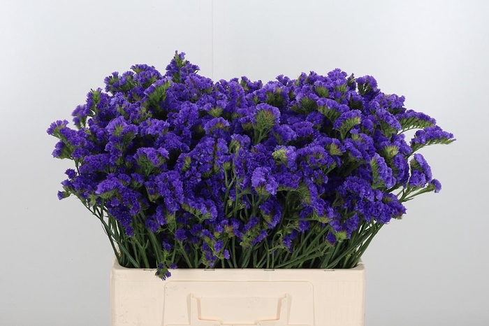 <h4>Limonium Crystal Dark Blue</h4>