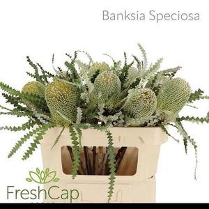 BANKSIA SPECIOSA