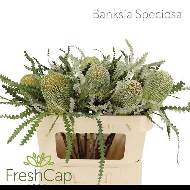 <h4>BANKSIA SPECIOSA</h4>