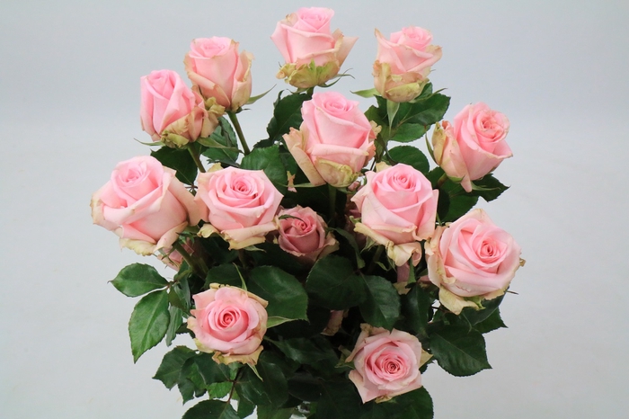 <h4>Rosa Ec Jessica</h4>