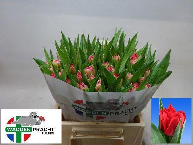 <h4>TU DU DOUBLE TWIST</h4>