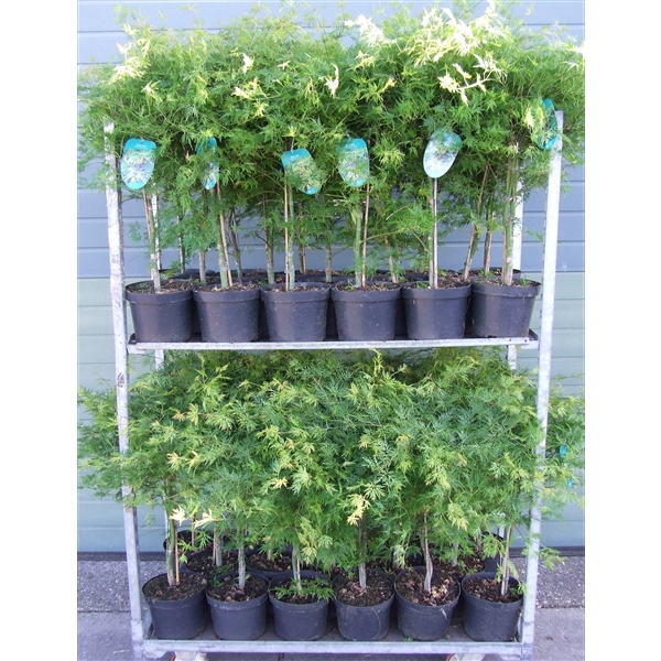 <h4>Acer palmatum 'Emerald Lace' P23 Full CC</h4>
