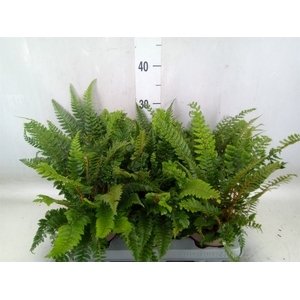 Polystichum tsus-simense