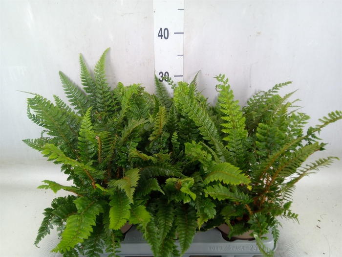 <h4>Polystichum tsus-simense</h4>
