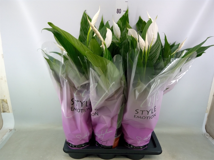 <h4>Spathiphyllum  'Bingo Cupido'</h4>