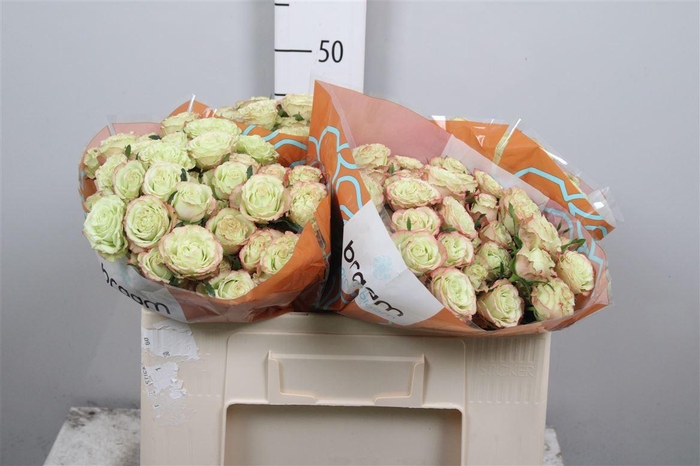 <h4>R Tr Limousine</h4>