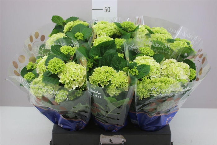 <h4>Hydrangea White</h4>