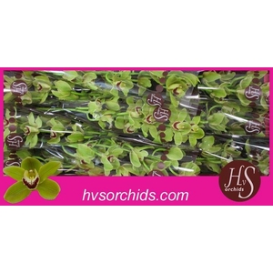 CYMB T FOREST K. MADRID 60 CM