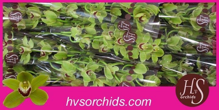<h4>CYMB T FOREST K. MADRID 60 CM</h4>