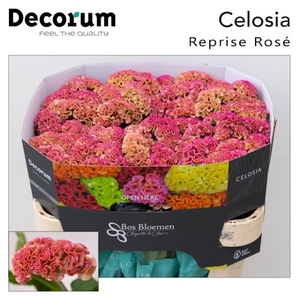 Celosia Reprise Rose Bos