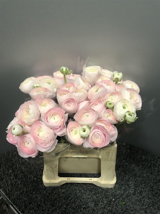 <h4>Ran Suc 1st Hanoi</h4>