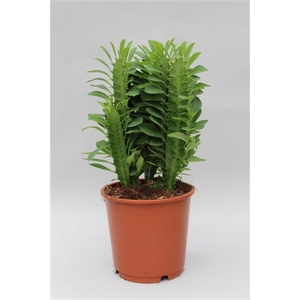 Euphorbia Trigona groen