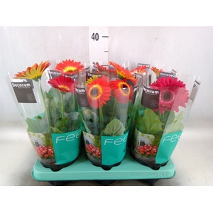 Gerbera   ...mix