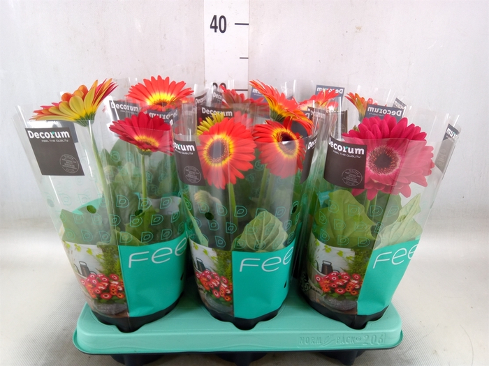 <h4>Gerbera   ...mix</h4>