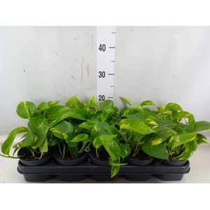 Epipremnum pinn. 'Aureum'