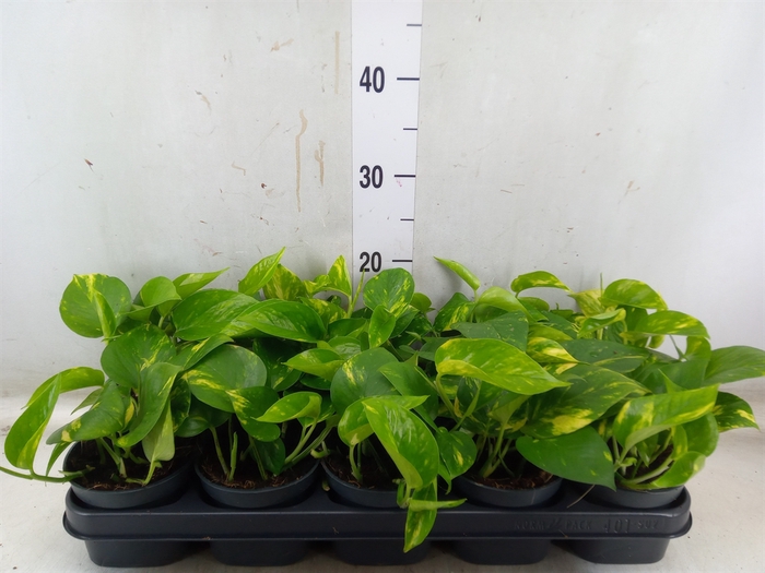 <h4>Epipremnum pinn. 'Aureum'</h4>