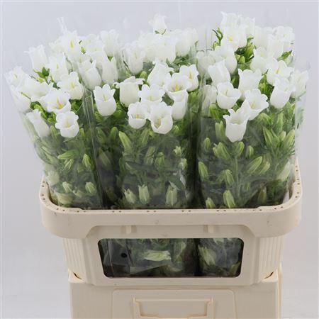 <h4>Campanula Champion White</h4>