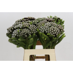 Kaaps Groen Albiflora