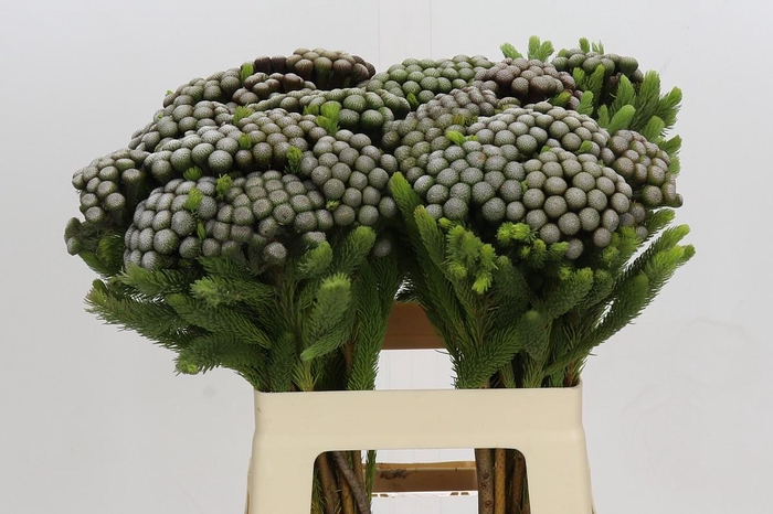 <h4>Kaaps Groen Albiflora</h4>