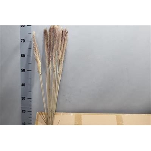 CORTADERIA FLUFFY X100