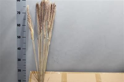 <h4>CORTADERIA FLUFFY X100</h4>