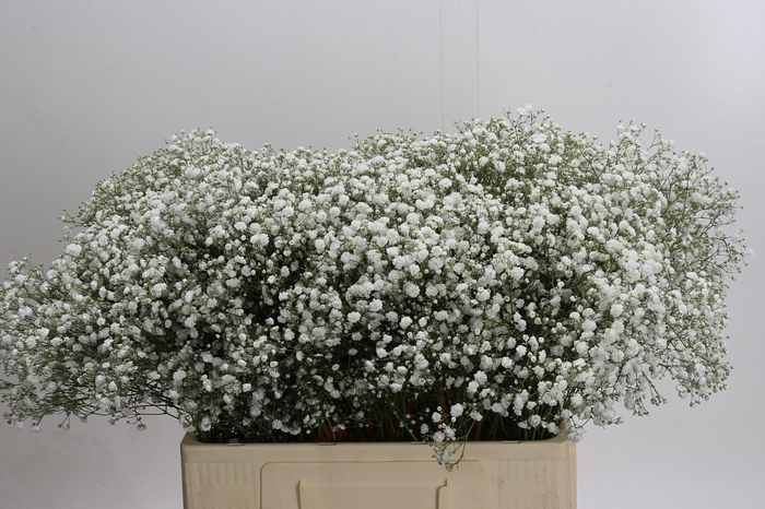 <h4>Gyps Xlence</h4>