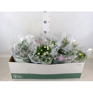 Chrysanthemum   ..mix 6