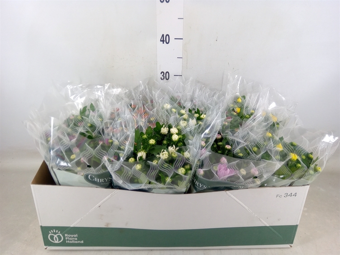 <h4>Chrysanthemum   ..mix 6</h4>