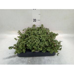 Callisia repens
