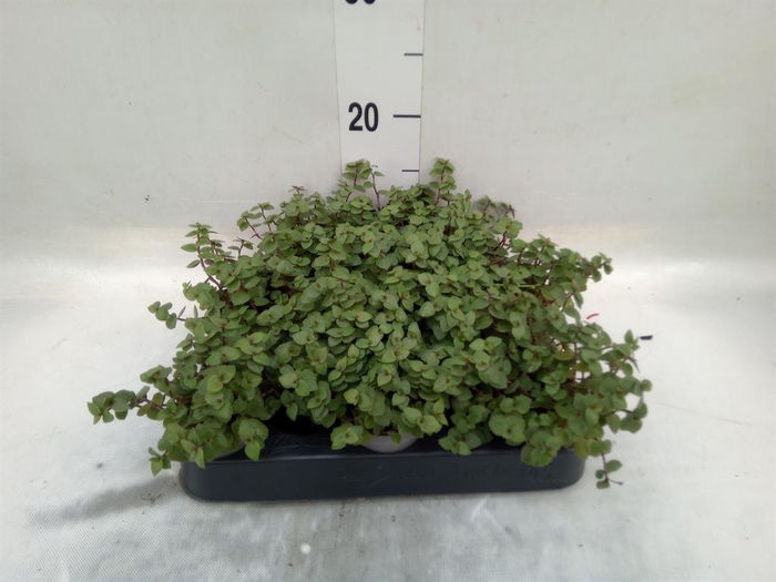 <h4>Callisia repens</h4>