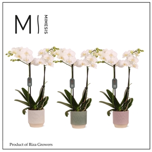 Phalaenopsis Multi White 2 spike – 12cm in Luna | Mimesis