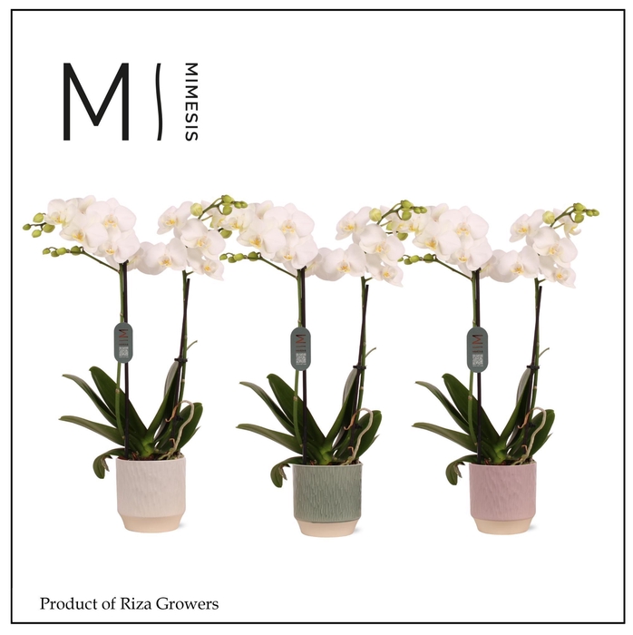 <h4>Phalaenopsis Multi White 2 spike – 12cm in Luna | Mimesis</h4>
