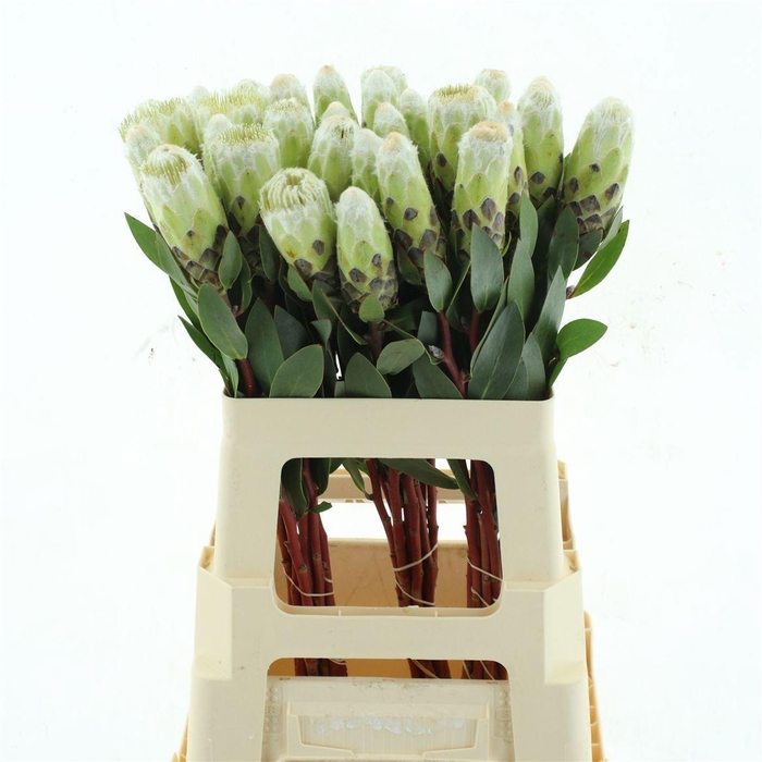 <h4>PROTEA MUNDII</h4>