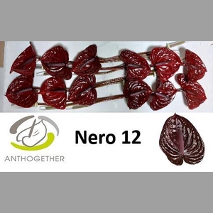 ANTH A NERO