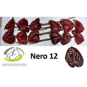 ANTH A NERO