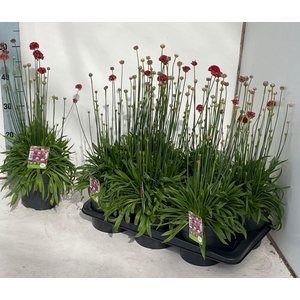 ARME PS BALLERIN RED