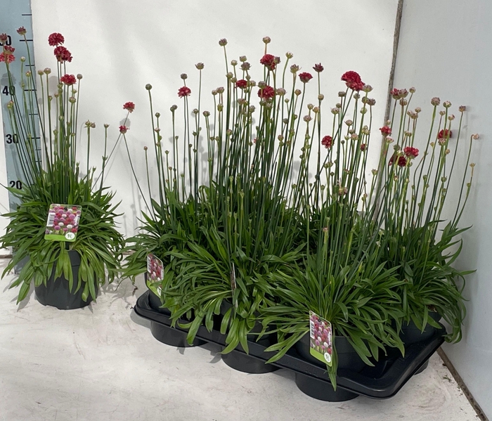 <h4>ARME PS BALLERIN RED</h4>