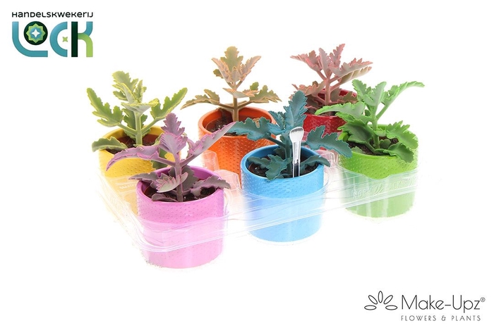 <h4>KALANCHOE BEHARENSIS</h4>