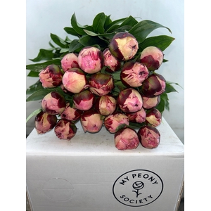 Paeonia Sarah Bernhardt