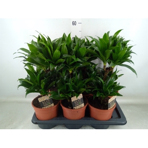 Dracaena frag. 'Compacta'