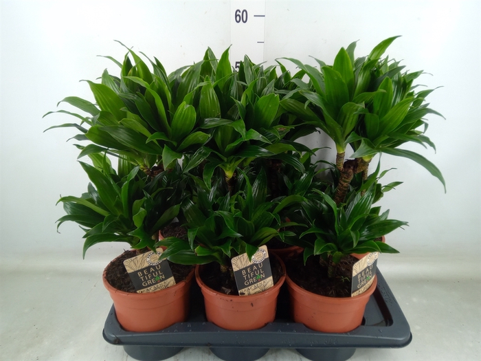 <h4>Dracaena frag. 'Compacta'</h4>