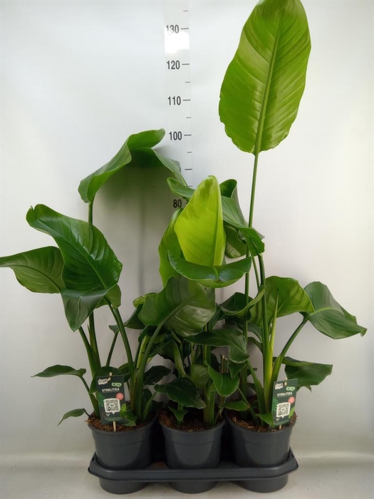 <h4>Strelitzia nicolai</h4>