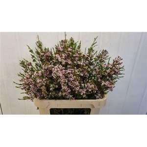 Chame Un Niki Bicolour Pink 80cm