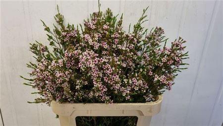 <h4>Chame Un Niki Bicolour Pink 80cm</h4>