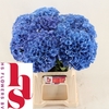 Hydrangea royal parade